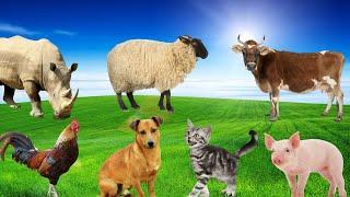 Interesting Animal Moments - Pig, Dog, Chicken, Cat, Cow, Rhinoceros, Monkey - Animal School