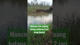 Wow mancing ikan seluang batang dapat besar seukuran 2 jari orang dewasa #shorts #viral #video #fyp