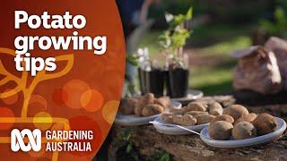 Tips for growing potato and sweet potato varieties in a pot | Gardening 101 | Gardening Australia