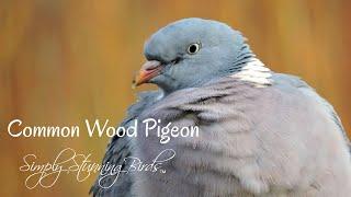 Common Wood Pigeon | Feeding on Winter Berries in the Snow.