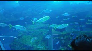 Relaxing & Exploring Dubai Mall Fish Aquarium Magnificent Scene #dubaiaquirium #feedingfish #spoton