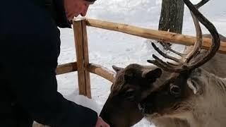 В гостях у северных оленей.