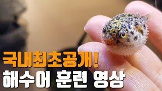 강아지처럼 해수어를 훈련시켜 봤습니다~ 물고기 훈련 영상공개!! [해수인TV]