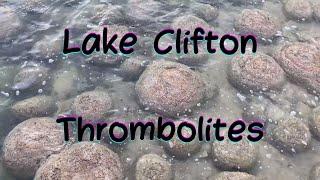 Lake Clifton Thrombolites