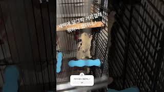 우리 슈둥이... 속도위반 결혼하게 되었습니다... #반려동물 #pets #슈가글라이더 #방탄소년단 #bts #서울데이트 #고양이 #임영웅