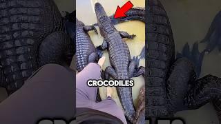 He FOUND Crocodiles in the Pool 