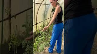 Дачница Маруся. Часть 3. Подвязка помидор  #дача #дачница #маруся #огурцы #помидоры