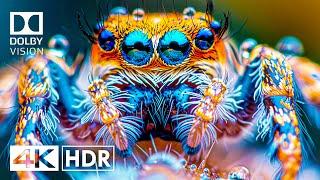 Most Special 4K HDR 60fps Dolby Vision (4K Video) #4k #hdr