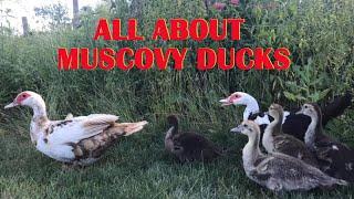 ALL ABOUT MUSCOVY DUCKS (and an INTRO TO MUSCOVY GENETICS)
