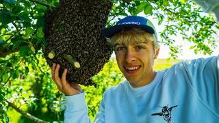 Ein Tag aus meinem leben als Imker / Riesen Bienenschwarm einfangen ...