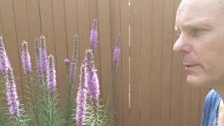 Liatris spicata "Blazing Star" or "Gay Feather"