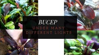 Bucep Under Diffirent Light