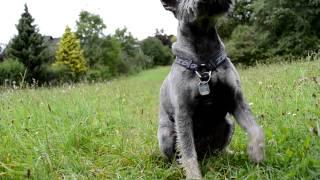 "Komm und Winke" by dog[gish] Hundetraining