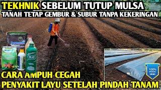  tekhnik sebelum tutup mulsa tanah tetap gembur & subur #infopertaniancabe #asamamino #asamhumat