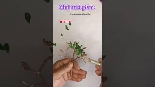 mini tulsi plant||minutes plant craft||how to make @Nehaartcraft188