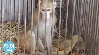 Amazing Monkey Rescue by PETA India