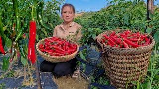 Harvest chili orchards to the market sell, Take care of livestock on the farm