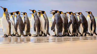 Incredible original nature video : Relaxing video about penguins with original sound of nature