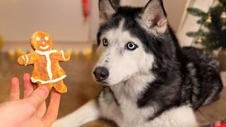 Puppy Joy And Cat Surprises For Christmas! Don't Miss Out on the CUTEST Husky Moments Ever!