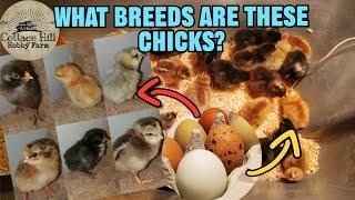 Identifying the Breeds of Our Chicks! What to look for