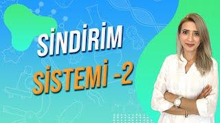 Sindirim Sistemi -2 | Seda Hoca Biyoloji ( 10. Ders ) #sedahocabiyoloji #ayt2024