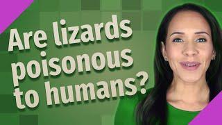 Are lizards poisonous to humans?