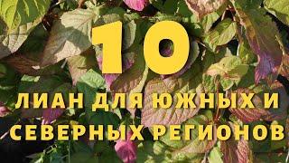 10 лиан для южных и северных регионов