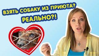 Собака из приюта || Брать или нет? Плюсы и минусы