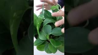 Grow Money Plants in Water #shorts #youtubeshorts #easy