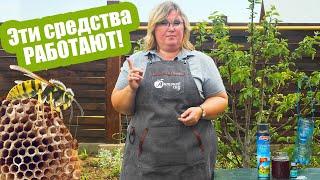 Как бороться с осами?Только эффективные средства!