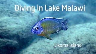 Likoma cichlids diving