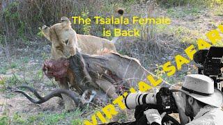 Male Lion Showdown, Leopard Cubs,  and a Legendary Lioness! TWIV #247