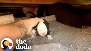 Couple Crawls Under A House To Rescue Newborn Puppies | The Dodo