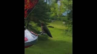 Hummingbird 8/31/2024