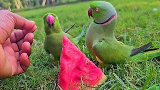 Ringneck Parrot Talking and Eating Watermelon