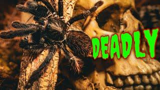 ANT INVASION! How To Protect YOUR Tarantulas!