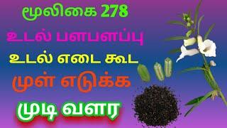 எள் செடி|எள்ளின் மருத்துவ பயன்கள்|sesamum indicum|Ellu|அலசல்|Alasal