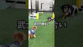 陰キャ拗らせ一匹狼犬