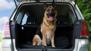 Pet Travel Tips (from CanineJournal.com)