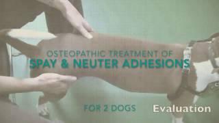 Osteopathic treatment of spay and neuter adhesions in 2 dogs