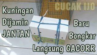 CIRI-CIRI CUCAK IJO KUNINGAN POSITIF JANTAN || Cara Akurat Membedakan Cicak Daun Besar Muda Jantan