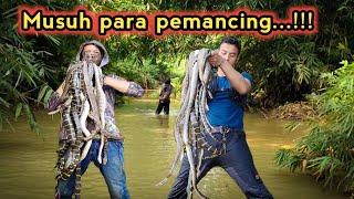 KANTONG SAMPAI PENUH || SATU POHON PULUHAN ULAR !!!