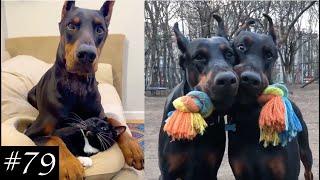 Funny and Cute Dobermans | Cuter Than Others!