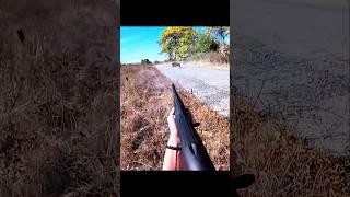 охота на кабана в 3 выстрела #cinghiale #hunting #охота #chasse #sanglier #wildboar