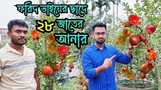 ছাদে ২৮ জাতের আনার চাষ । অনার বা বেদানার বাগান । বিদেশি আনার চাষ। pomegranate cultivation @RoufAgro