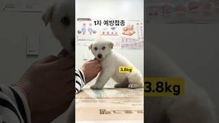 수고했다 류시루 #강아지 #강아지예방접종 #강아지일상 #강아지브이로그 #진도믹스  #동물병원 #dog #puppy #doglover #shorts #반려견