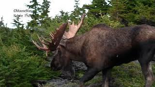 Moose Hunting with Cameras | MooseMan Video Photography Calendar