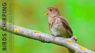 Birds Singing - Peaceful Birdsong for Restores Spirit, Beat Stress and Release Negative Emotions