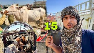 15 Janwar Qurbani Ke Kharid Liye | Ludan Mandi | Halat Kharab Hogai 