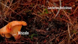 Con ustedes, el níscalo (Lactarius deliciosus)